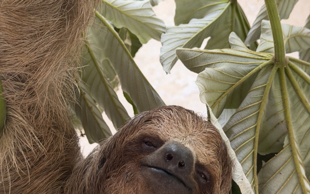 Make Every Move Matter: Lessons from a Sloth